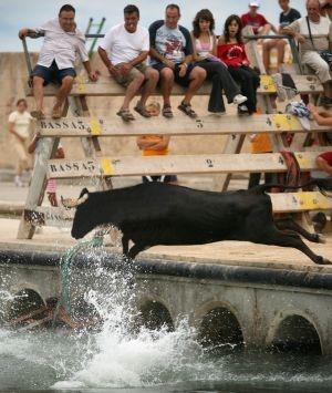 toro volador